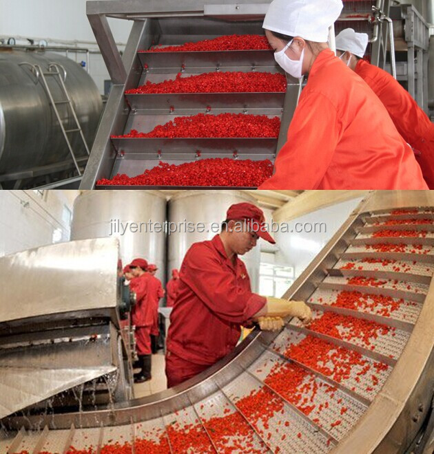 Goji berries dried fruit conventional goji berries/ organic goji berry/fresh goji berries