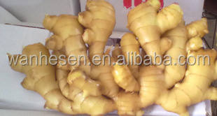 bulk new crop fresh ginger in China