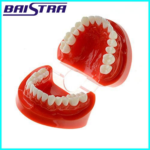 teeth model