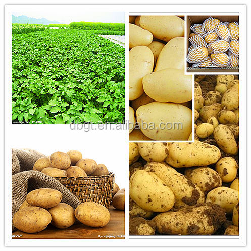 2014 Have to buy Chinese potato in shaanxi province