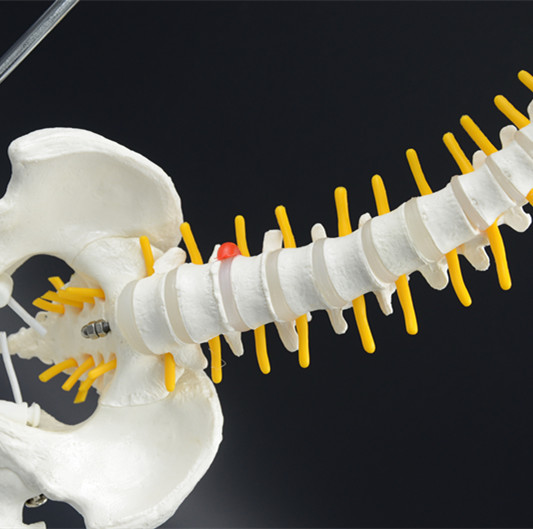 Spine model diy