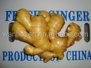 factory fresh ginger, quality fresh ginger, half dry ginger -air dry ginger