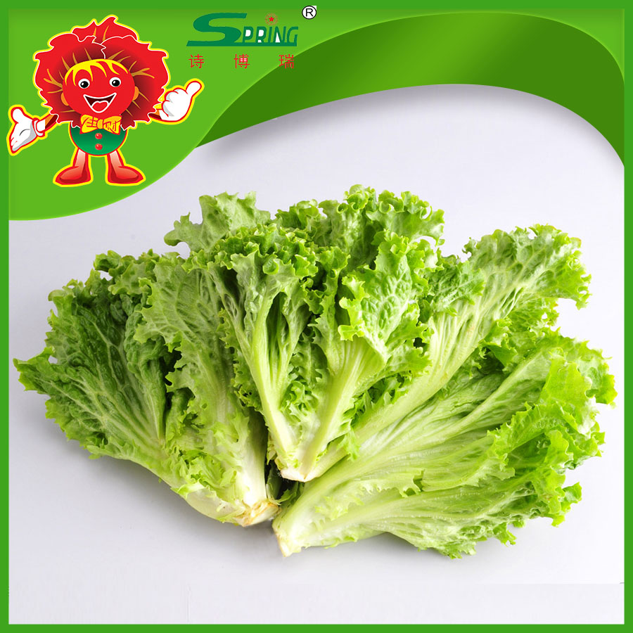 green oak lettuce with top quality