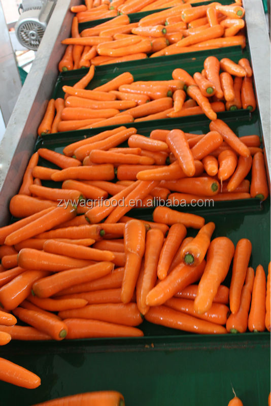 2014 new corp fresh carrot for sale