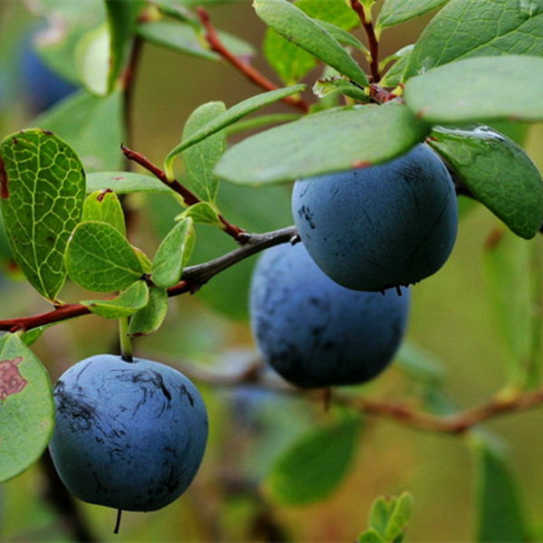 gmp manufacturer supply 100% natural bilberry extract powder anthocyanidin, blueberry powder
