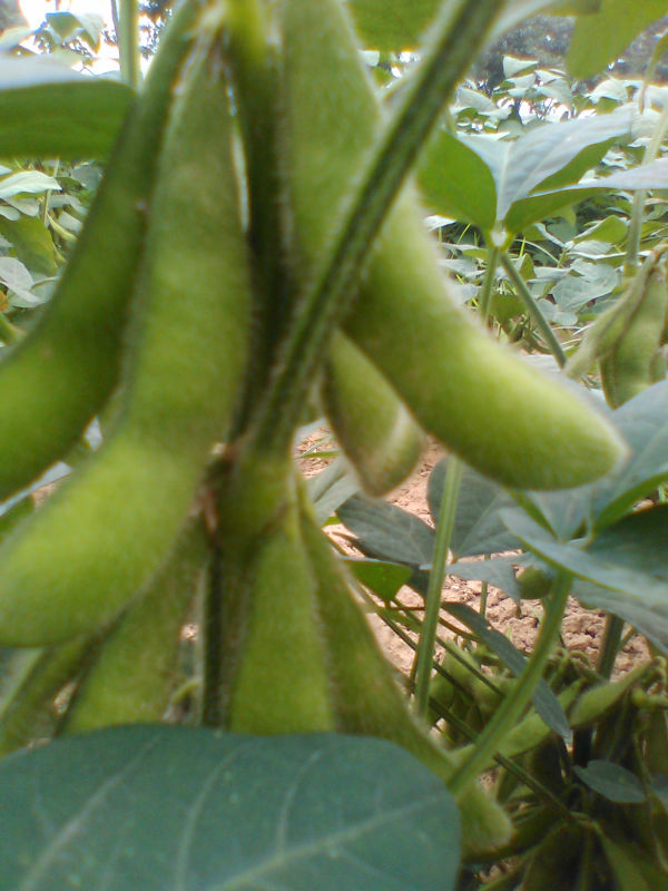 IQF Frozen Soy beans Pods/Frozen Edamame 2014 New Crop