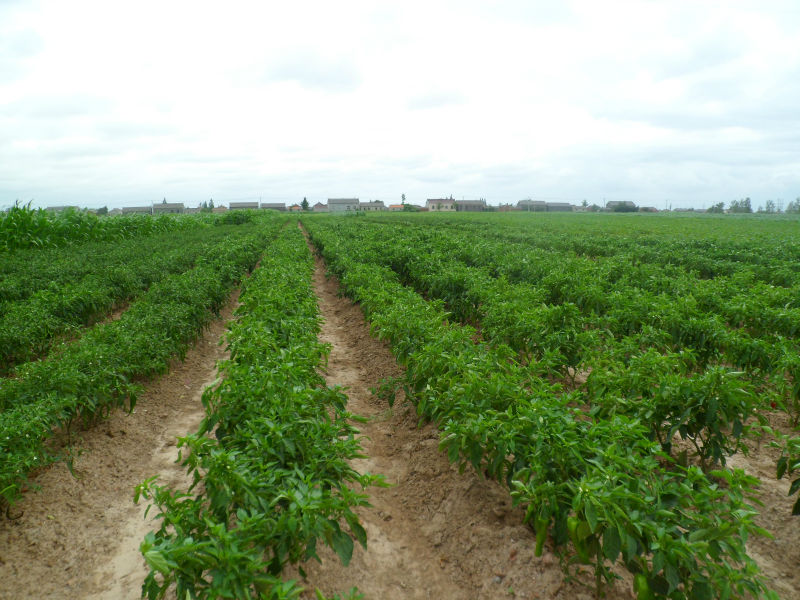2014 dried chilli low price wholesale