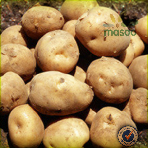 new fresh holland potato 150-200g export