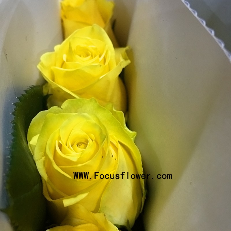yellow rose flower 3.jpg