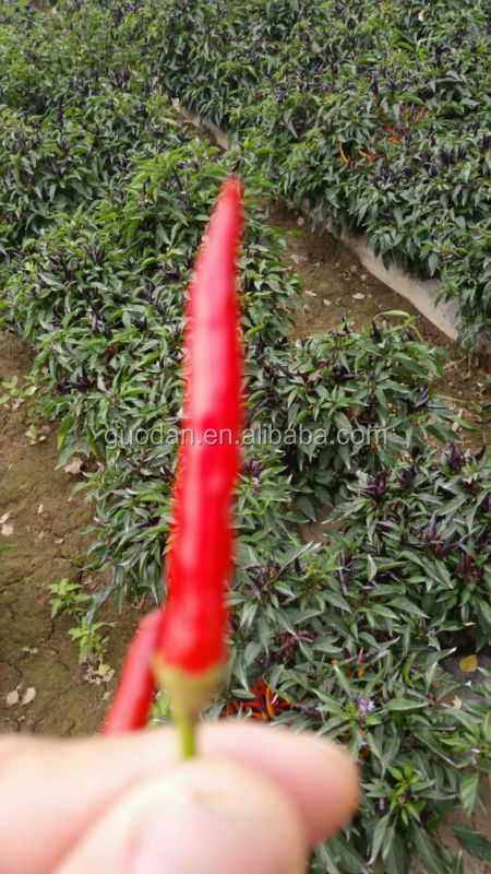 2014 dried chilli low price wholesale