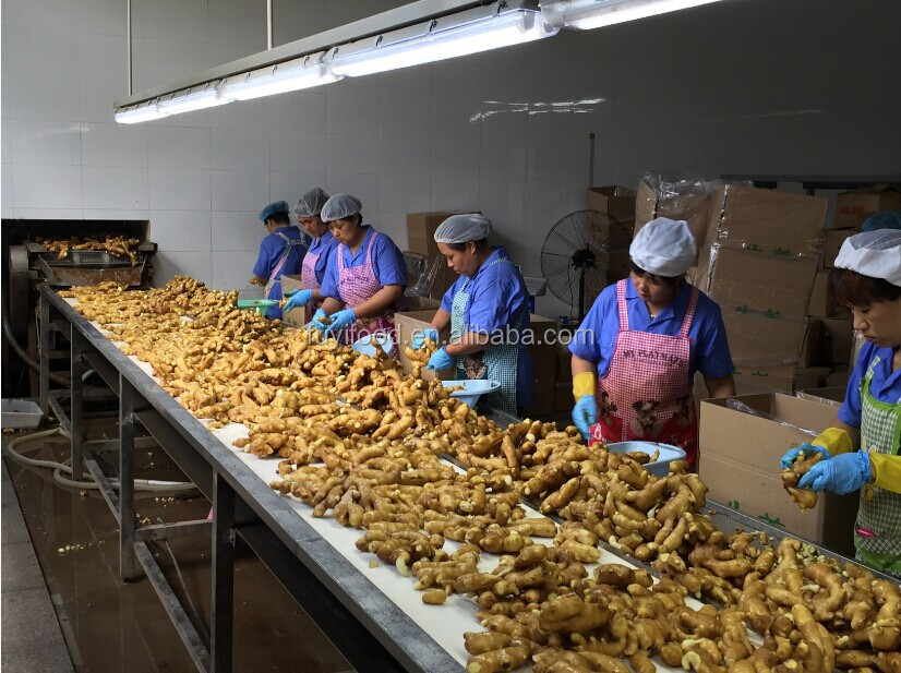 ginger workshop.jpg