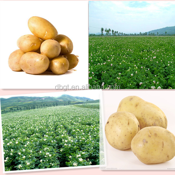 2014 New fresh Specifications complete quality potatoes from China