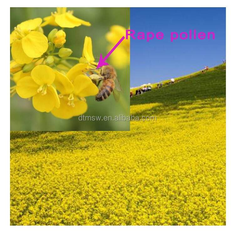 rape pollen2.jpg