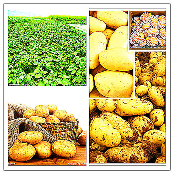 goog potato varieties favored by foreign buyers
