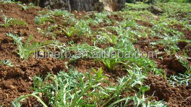 sex medicines product maca / maca powder / maca extract