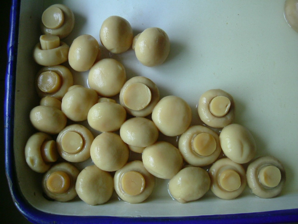 Popular canned mushrooms manufacturer