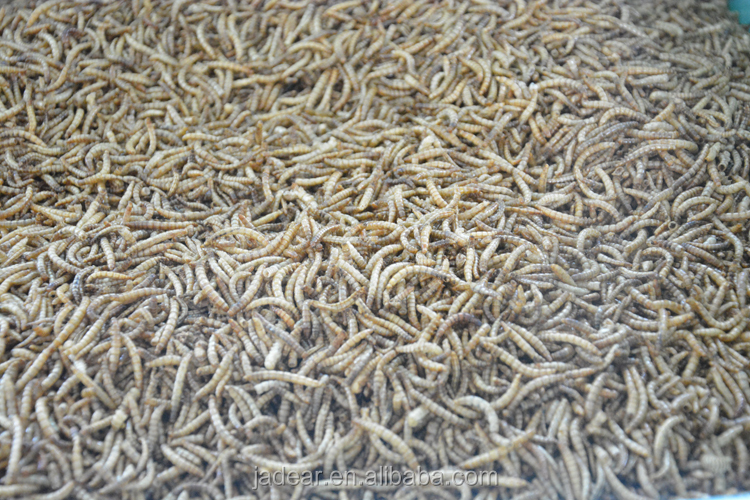 工場jadearmoqは小さい乾燥mealworm卸売鳥の食べ物仕入れ・メーカー・工場