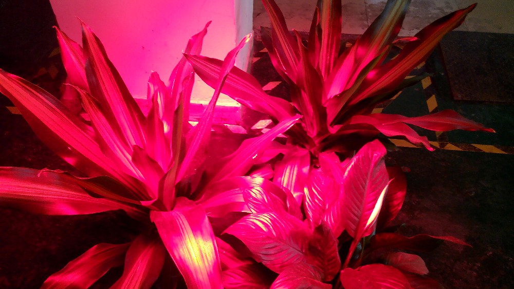 中国高効率植物の光を導いた完全なスペクトル400wled植物の成長のためにライトを育てる仕入れ・メーカー・工場