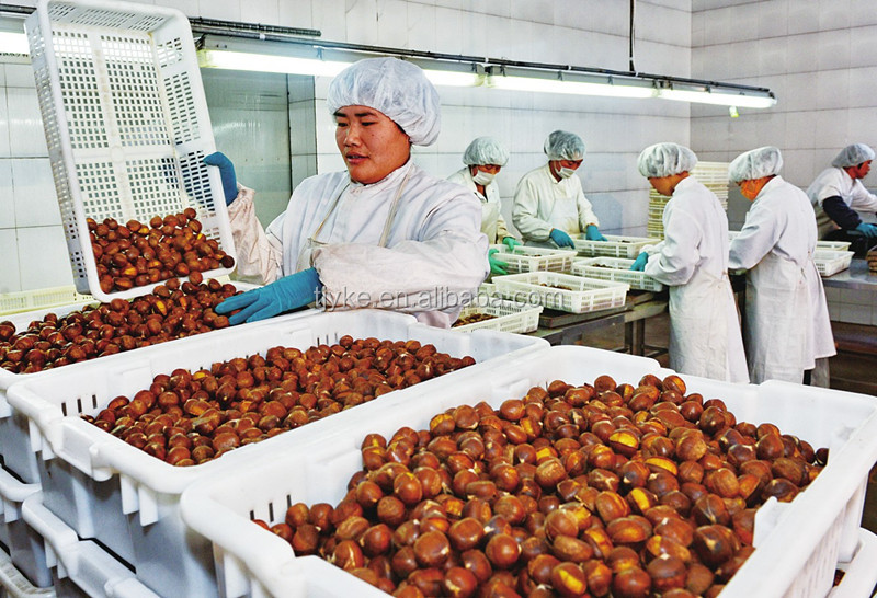 fresh chestnut in shell new crop 2014 crop