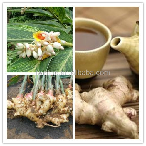 2014 High Quality New Crop Fresh Ginger For UK,CANADA,USA and EU Market
