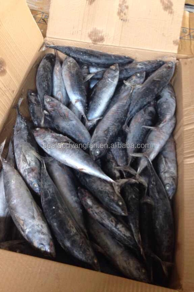 200g up whole round Auxis thazard bullet bonito