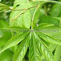 Free Samples Sweet tea extract 20%-80% Rubbusoside