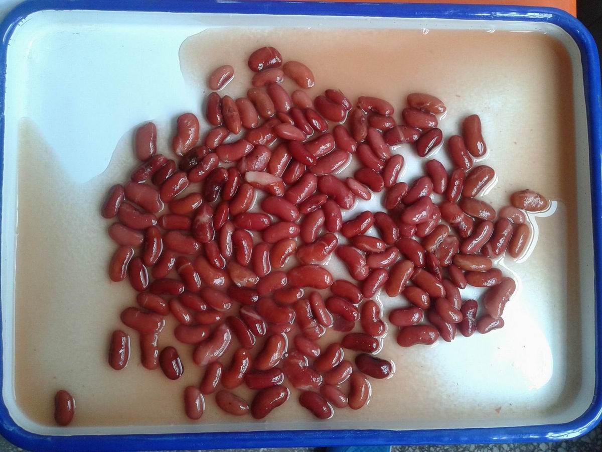 Canned red kidney beans vegetable with high quality