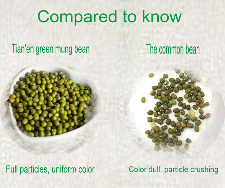 Dry high quality bulk green mung bean with a good price (Skype: live:wangqiudantt)