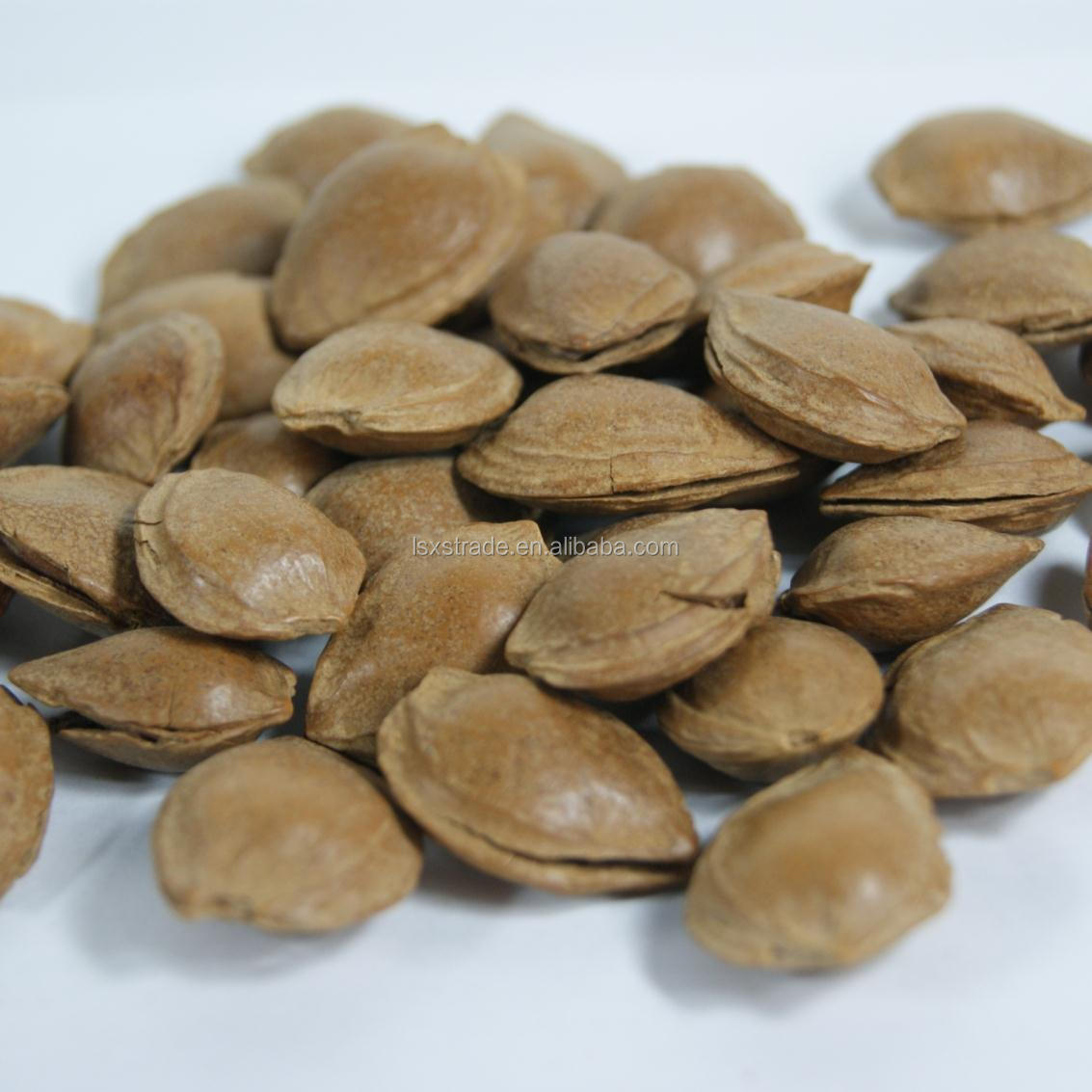 Bitter Apricot Kernel
