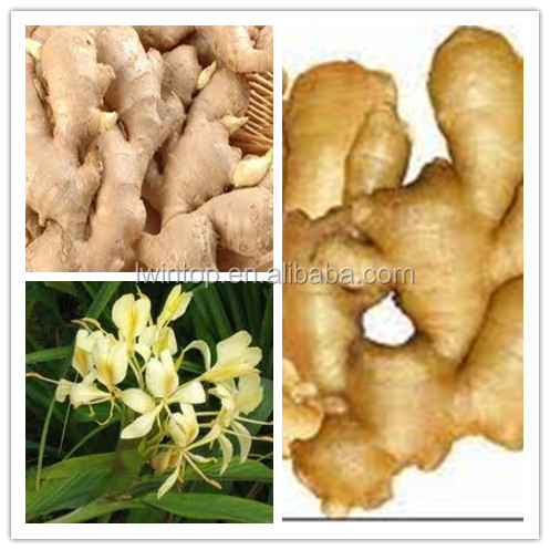 market prices for ginger;ginger price;ginger export