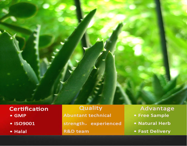 High Quality Aloe Vera Extract/Aloe Vera Extract Powder/Nature Aloe Extract