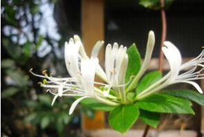 Factory supply natural pure Honeysuchle Flowers Extract