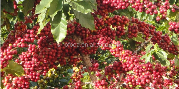 Robusta coffee bean with high quality and best price