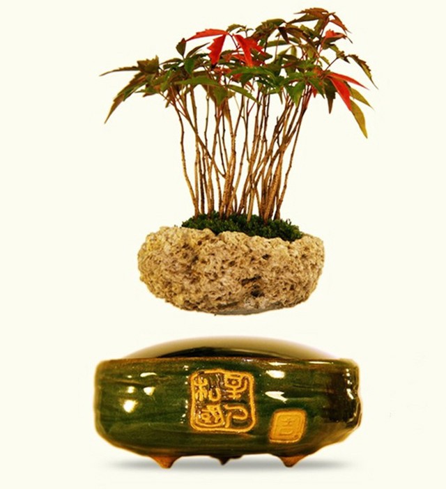 indoor plants, natural woody plants, floating plants.jpg