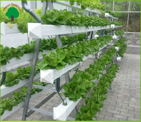 Cost Hydroponic Greenhouse Systems - Buy Hydroponic Greenhouse Systems ...
