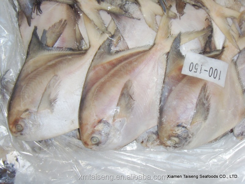 white pomfret (2).jpg