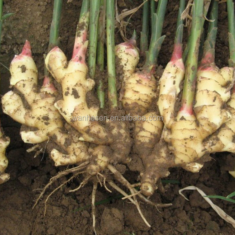 Various Specification dry ginger