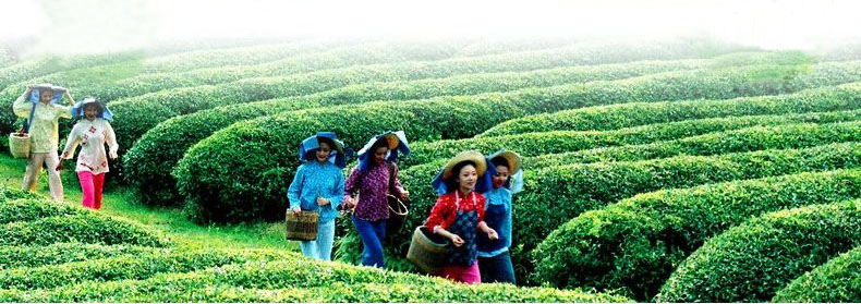 2014 new arrival Chinese Organic gunpowder green tea