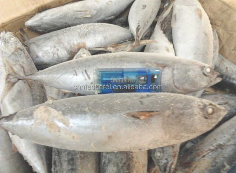 Hot Sale Fresh Whole Round Bonito /Frozen Bonito Fish