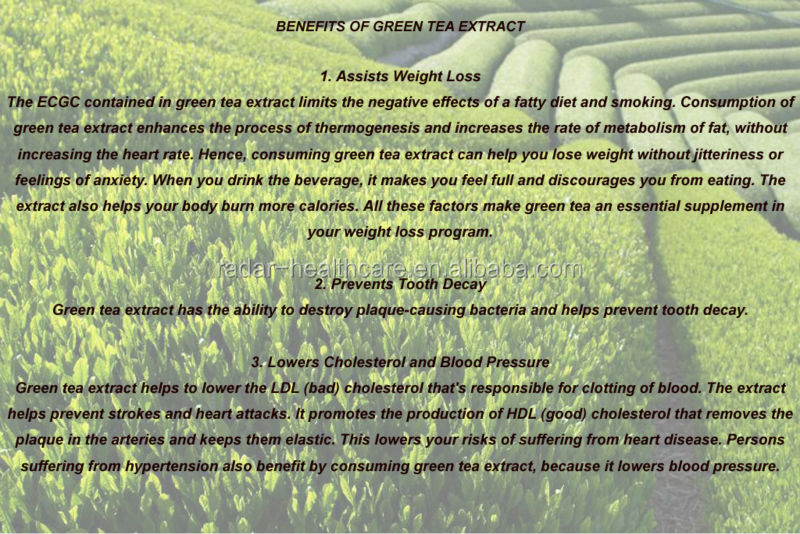 Bulk pure decaffeinated Fresh Green Tea Extract egcg powder