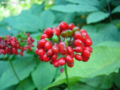 ginseng extract