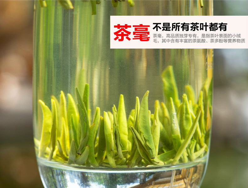 Hot sell zhuyeqing green tea, Organic slimming tea,China JSZY price