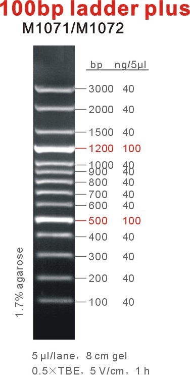 100bp ladder plus