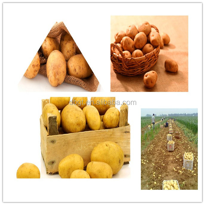 all kinds of potato types/various potato variety for sale