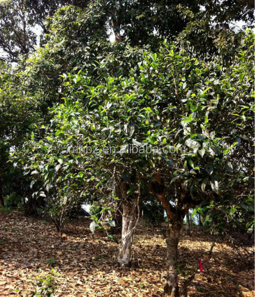Healthy drinking unfermented puer teas