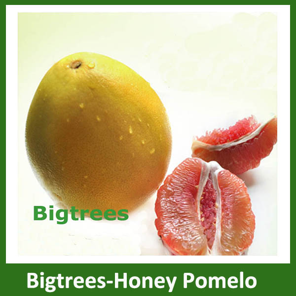 Bigtrees fresh honey pomelo