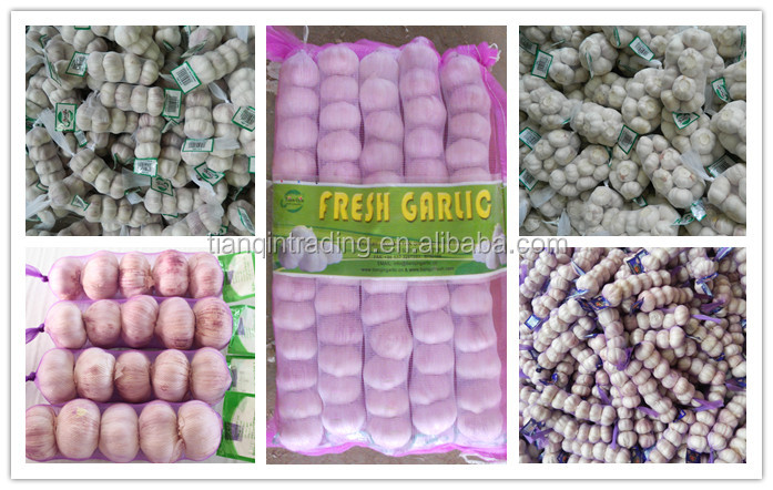 Garlic & Fresh Garlic & Normal white garlic for Chile Market