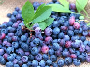 Factory with GMP, Kosher Bilberry Extract