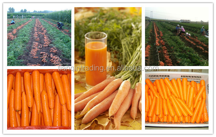 fresh carrot & red carrot & China carrot & New Crop Carrot Price