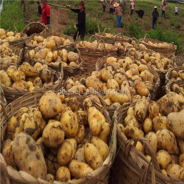 potato net bag packing/high quality fresh potato